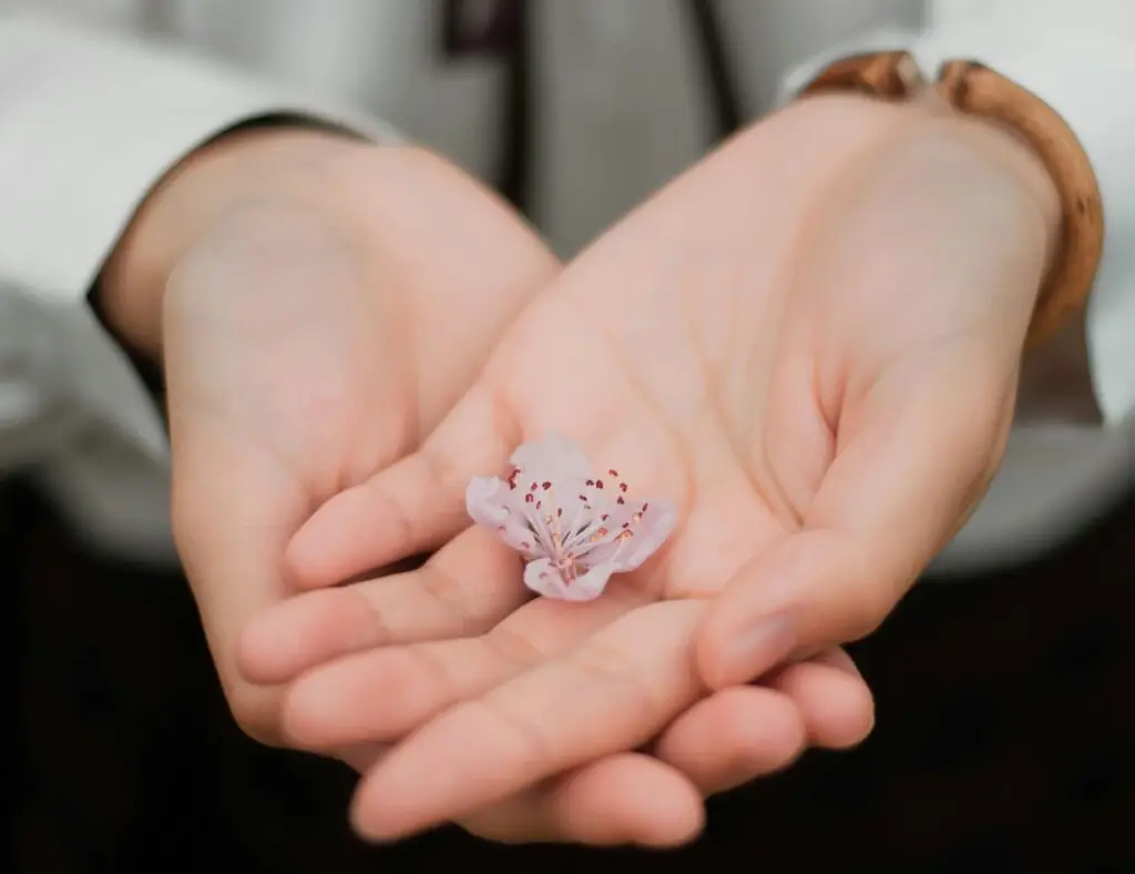 Open cupped hands gently holding a single delicate pink blossom, symbolizing hope and new beginnings in recovery.